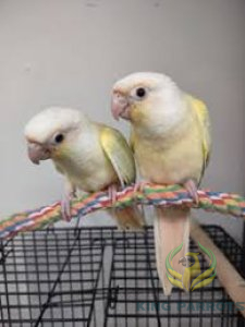 Moon Cheek ( pair )