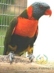 olive lorI ( BABY )